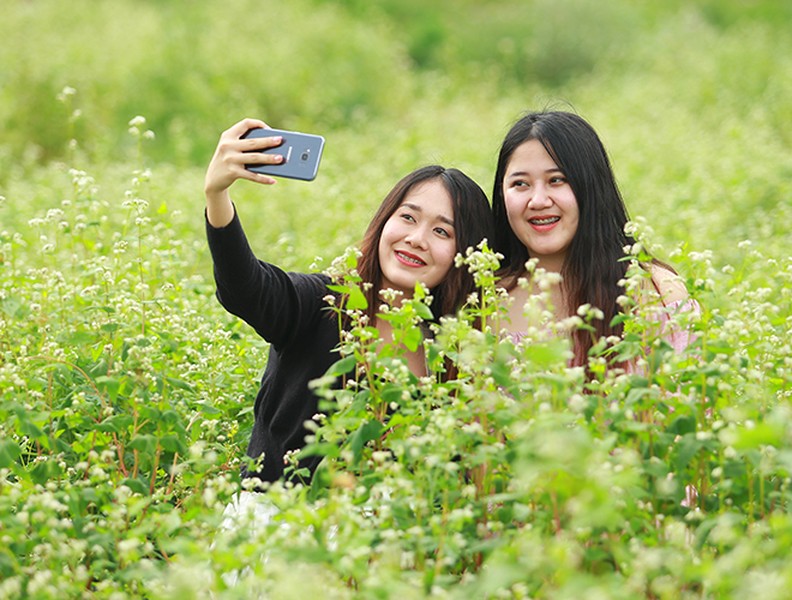 Lạc lối giữa cánh đồng hoa tam giác mạch ở Hà Nội